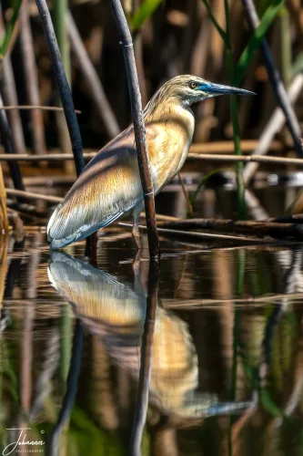A perfect moment of stillness in the Danube Delta. The vibrant Squacco Heron, renowned for its golden camouflage, stands poised among the reeds, its striking plumage and intense gaze flawlessly mirrored in the tranquil water below.