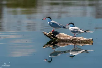 Unbelievably unshy! We drifted close enough to capture the stunning detail of these Common Terns—their sharp beaks and bright eyes—as they rested on a piece of driftwood. A moment of absolute tranquility and trust in the heart of the wetlands.