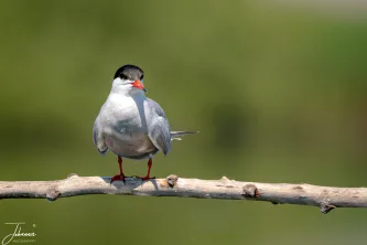 A stunning portrait of a Common Tern, captured within meters in the peaceful Danube Delta. Its unshy presence allows for an intimate look at the beautiful details of a life lived wild and free.
