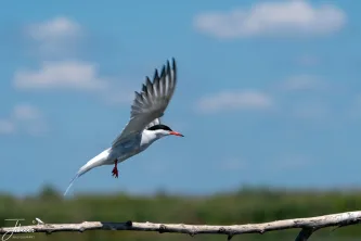 A spectacular moment of motion captured against the blue. This beautiful Common Tern breaks the stillness of the Danube Delta as it takes flight, showcasing the dynamic energy of the wildlife in this serene wetland.