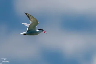 A moment of pure flight. The elegant Common Tern against the vast, open skies of the Danube Delta.