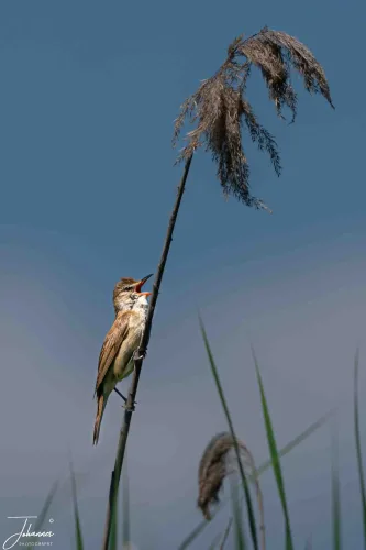 The powerful, beautiful song of the Reed Warbler is the soundtrack of the Danube Delta. Though difficult to find, this little bird finally emerged, captured mid-song against the wide blue sky.