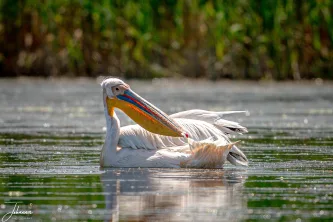 The powerful gaze of the Dalmatian Pelican. A definitive image of the wildlife that makes the Delta Europe's ultimate Bird Paradise.