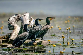 Having never seen so many birds in one place, we looked skyward to capture this active colony of Cormorants. A powerful testament to the sheer volume of life thriving in the fertile waters of the Danube Delta.