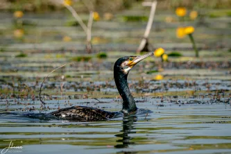 A close-up portrait of a Great Cormorant navigating the waters of the Danube Delta. Its sleek, dark plumage and keen yellow eye stand out beautifully against the bright green backdrop and the scattered yellow water lilies.