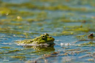 A piercing stare from the waters of the Danube Delta. This vibrant green frog, perfectly camouflaged amidst the aquatic vegetation, offers an intimate glimpse into the hidden world thriving just beneath the surface of this rich ecosystem.