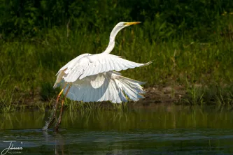 The elegant contrast of the Great Egret's crisp white form against the deep, lush green of the Delta's vegetation. This is the sheer, natural beauty of Europe's premier wetland sanctuary in one powerful frame.