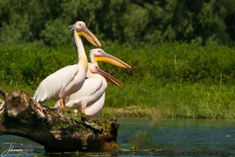 A striking formation of Great White Pelicans commands attention on their weathered log perch. Captured against the deep, lush greens of the Danube Delta, this image beautifully highlights the regal presence and social grouping of these iconic birds.