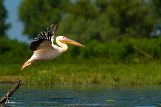 A breathtaking moment of power and grace as a majestic Great White Pelican pushes off the water, wings fully extended, and takes to the skies above the Danube Delta. This is the raw, dynamic energy of Europe's Bird Paradise.