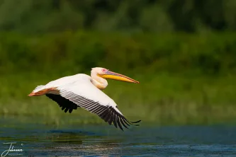 From water to air in a magnificent burst of energy. This Great White Pelican launches itself with incredible force, a fleeting moment of powerful motion captured against the lush green backdrop of its Delta home.