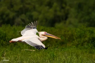 Majestic power in motion. A Great White Pelican takes flight, a symbol of the wild, untamed spirit of the Danube Delta.