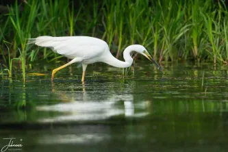 A study in concentration and precision. The Little Egret uses its bright yellow feet to stir up prey in the clear water of the Danube Delta, its entire focus narrowed to the hunt. A moment of elegant, natural action.