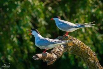 A vivid moment of interaction between two Common Terns. Poised on a driftwood perch against the lush green backdrop, one bird calls out, capturing the lively, untamed spirit of the Danube Delta.