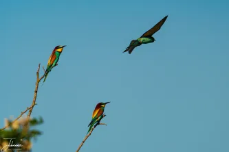 A burst of vibrant color against the clear blue sky! These magnificent European Bee-eaters showcase their dazzling plumage both at rest and in dynamic flight. A quintessential sight and sound of the Danube Delta, Europe's most colorful bird paradise.