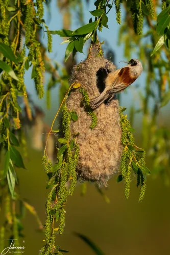 A delicate moment in the Danube Delta. The diminutive Eurasian Penduline Tit peeks from the entrance of its extraordinary hanging nest, a testament to its skill and the rich biodiversity that thrives in the Delta's hidden corners.