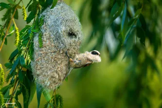 A Eurasian Penduline Tit inspects its masterpiece. This incredible pouch-shaped nest is meticulously woven from plant down and spiderwebs, making it one of the most remarkable bird nests in Europe. Nature's finest craftsmanship.