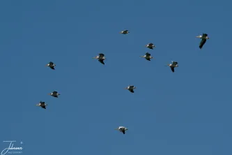 A majestic sight as a flock of Great White Pelicans fills the vast blue sky. Gliding effortlessly on thermals, they cruise in unison, a prelude to their arrival at the water's edge. Synchronized flight on a grand scale.