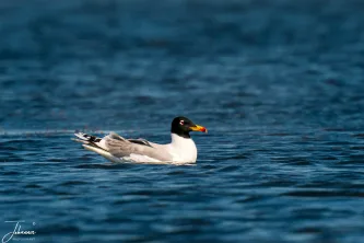 Floating in the deep blue. The Mediterranean Gull is instantly recognizable by its striking black hood and brilliant red bill—a true jewel of the coastline and wetlands. Elegance on the water.