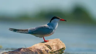 A tern takes a moment's rest on a piece of sun-bleached driftwood. Its elegant grey plumage, crisp black cap, and vibrant red bill and feet are a striking testament to nature's perfect design. Poised for flight.