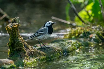 A dapper Pied Wagtail (or White Wagtail) pauses on a mossy log amidst the flowing water. Known for their characteristic tail-bobbing, these energetic birds are a familiar and welcome sight along rivers and streams. Always near the water's edge.