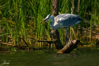 Caught mid-action! A focused Grey Heron announces its presence (or victory) from a low perch, standing ready amidst the towering reeds. This master hunter of the wetlands rarely misses a chance. Intensity in the marsh.