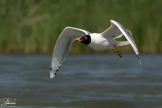 Effortlessly mastering the air. A beautiful Mediterranean Gull banks low over the water, its broad wings catching the light. A study in motion and aerial grace.