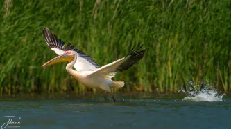 A breathtaking moment of transition. With a splash and a powerful thrust, the magnificent Great White Pelican gains altitude, showing the full force of its wings against the vibrant green of the wetlands. From water to sky in a single bound.