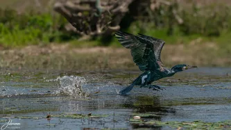 The explosive force of a Great Cormorant taking flight! Known for their powerful swimming, these dark divers require a running start to achieve lift-off. Pure power captured in a single, dramatic splash.