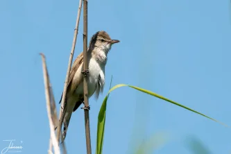 High above the marsh, the Great Reed Warbler finds its perfect stage. Known for its loud, energetic song, this little bird is the true voice of the reed beds, framed beautifully against the endless blue. The voice of the wetlands.