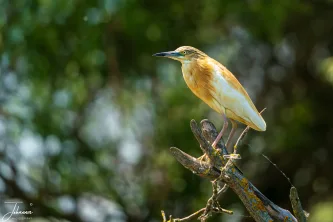 Bathed in sunlight, the Squacco Heron displays its stunning golden-buff breeding plumage. Normally a shy, camouflaged hunter in the reeds, this moment reveals its true, brilliant color. Nature's gilded masterpiece.