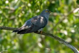 A rare glimpse of the elusive Common Cuckoo. Known for its iconic, two-note call that heralds the start of spring, this bird is typically shy and hard to spot. Listen closely for its famous song.