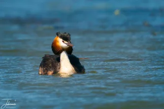 A true dandy of the water. The magnificent Great Crested Grebe in its unforgettable breeding plumage, showcasing the elaborate ruffs and crest that make it one of Europe's most elegant birds. A masterclass in natural design.