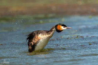 A spectacular burst of energy! The Great Crested Grebe emerges from the water, shaking off the dive and displaying its iconic ruffs. Elegance and motion captured in a flash of spray.