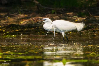 A dramatic moment of intensity. The elegant Little Egret calls out over the muddy shallows, its mouth wide open and its fine nuptial plumes flowing. Focused and fierce in its pursuit.