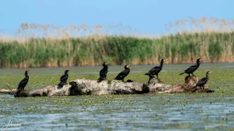 Seven on a log. These Great Cormorants take a well-deserved break, drying their wings and surveying the marsh in perfect formation. A unified portrait of wetland life.