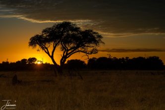 The sun rise behind the silhouette of an acacia tree on the vast grasslands of Botswana, creating a warm orange glow across the horizon under a dramatic evening sky.