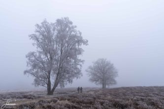 It is cold, it is again misty. It is very cold and the little mist drops freeze to the environment.
The sun does not have the power to come through and everything is gray.
The high Veluwe (Netherlands) is a beautiful area to make nice walks. The trees disappear in the mist.