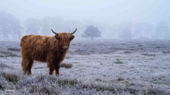 A close-up portrait of a majestic Highland cow standing in a vast frost-covered field under a misty winter sky.