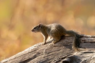 A side profile of a Smith's bush squirrel (Paraxerus cepapi) resting on a weathered, textured log. The scene is bathed in warm, golden backlighting with a soft, autumnal-toned bokeh background.