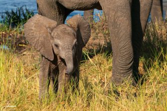 A young African elephant (Loxodonta africana) calf with its ears spread, standing in golden grass by a riverbank under the protection of an adult elephant's legs in the wild.