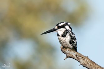 A detailed profile of a Pied Kingfisher (Ceryle rudis) with its distinctive black and white plumage, perched steadily on a dry wooden branch in the African wild.