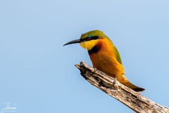 A vibrant Little Bee-eater (Merops pusillus) perched on a dry wooden branch, displaying its colorful green, yellow, and orange plumage against a clear blue sky.