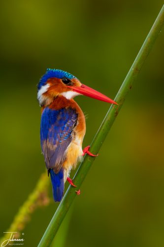 A brilliantly colored Malachite Kingfisher (Corythornis cristatus) displays its jewel-toned blue and orange plumage while perched on a slender reed in a wetland habitat.
