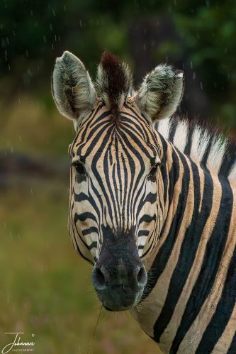 A close-up headshot portrait of a majestic plains zebra (Equus quagga) looking directly into the camera while standing in a gentle rainfall in the African bush.