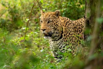 A powerful, close-up shot of a wild African leopard (Panthera pardus) walking past a tree trunk, peering intently through lush green foliage in the wild bushveld.