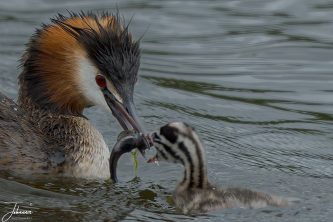 A dramatic close-up wildlife photograph of an adult Great Crested Grebe (Podiceps cristatus) feeding a small fish directly into the open beak of its striped chick in the water at Park Lingezegen. Part of "The Beauties of Lingezegen" collection.