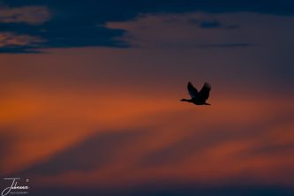 A striking minimalist silhouette of a spur-winged goose in flight against a dramatic, moody sunset sky filled with orange, purple, and dark clouds.