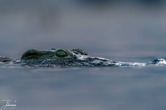 A thrilling close-up macro view of a Nile crocodile partially submerged in calm water, showing its sharp eye and scaly head above the surface in stealth mode.