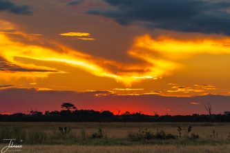 A dramatic African sunset featuring brilliant golden and fiery orange clouds hovering over a silhouetted savanna tree line.