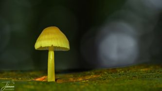 A captivating macro photograph featuring a solitary, glowing yellow mushroom set against a dark woodland backdrop. The soft bokeh and translucent golden light capture the enchanting magic of autumn nature. Perfect as a striking fine art wall print or versatile stock imagery, bringing warmth, depth, and serene elegance to any space.